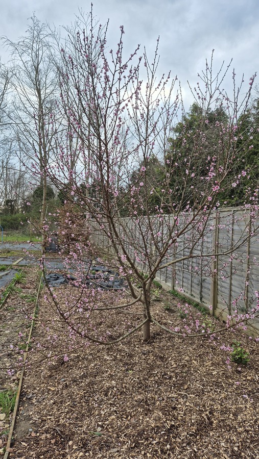 The peach tree